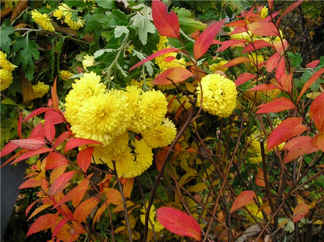 Chrisanthemum i Spiraea bumalda